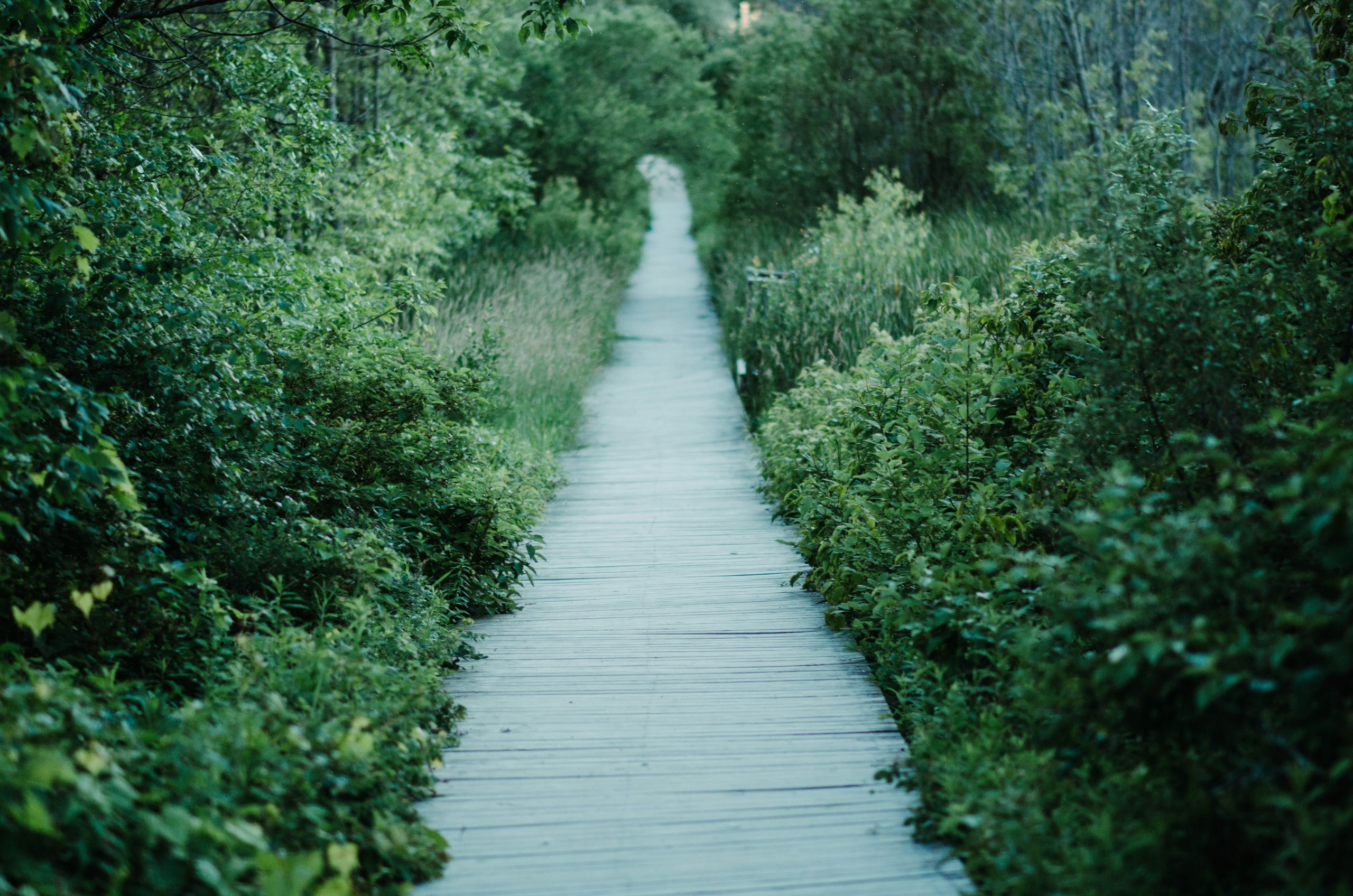 Refferal pathways